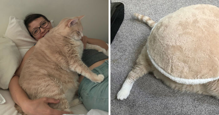 Cat-loving couple go to adopt kitten – return home with 33 lb cat ready to start diet