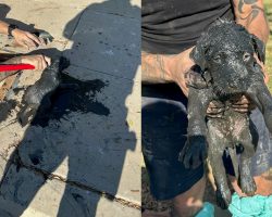 Police officer climbs into mucky sewer to save trapped dog