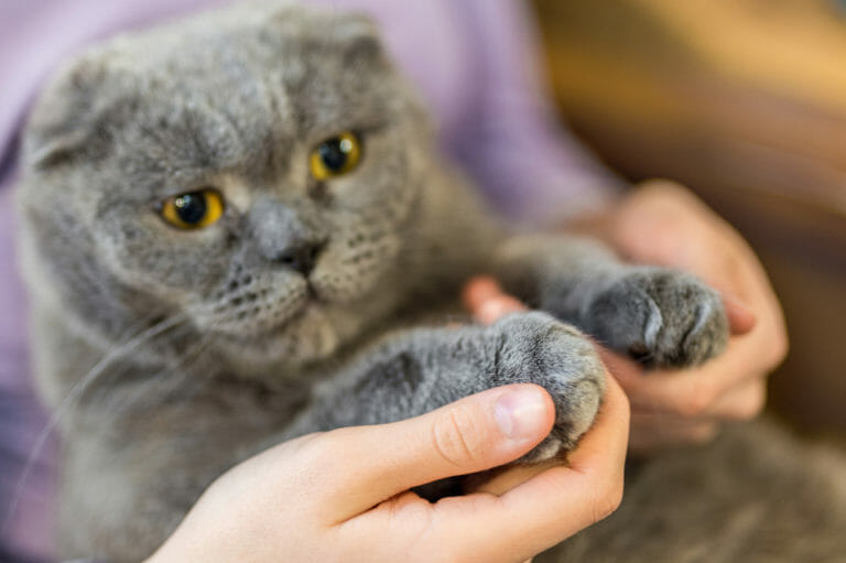 New York becomes first state to ban declawing cats