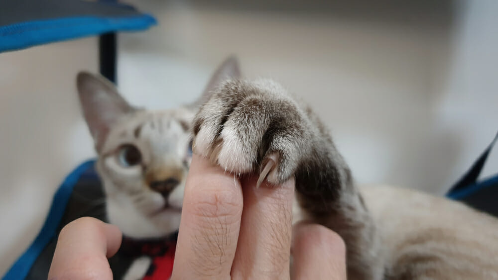 Pittsburgh city council unanimously approves ban on declawing cats