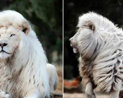 Rare white lion captured on camera showing off his incredible mane