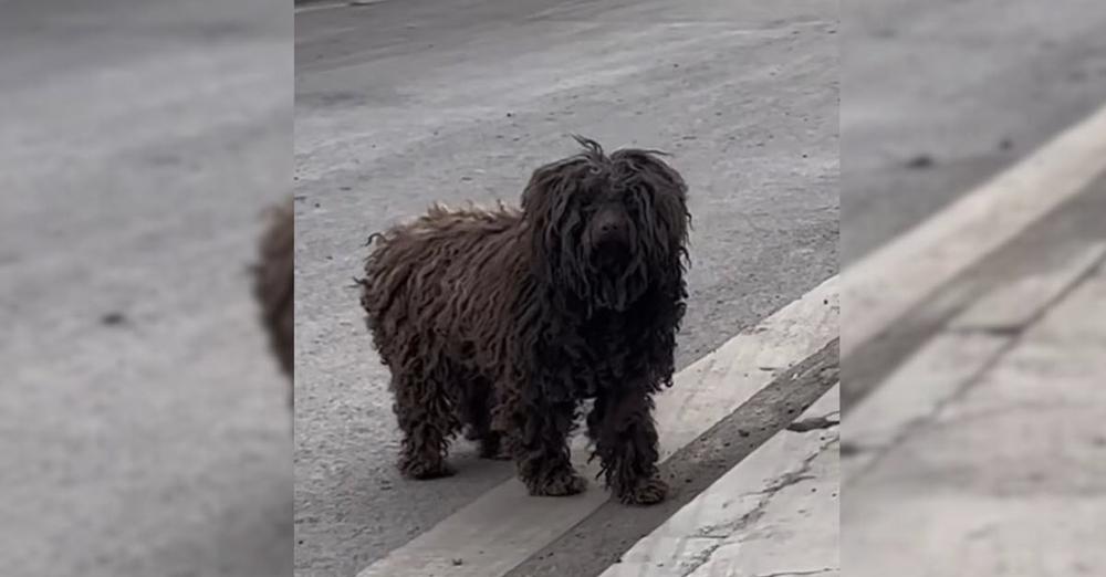 Abandoned Pup Went From House-To-House And ‘Pleaded’ For People To Adopt Her