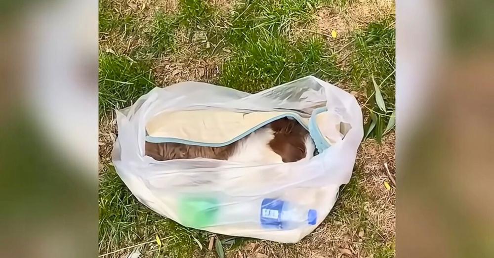 Dog ‘Barely’ Breathing In Tiny Bag Was Discovered Just In Time By Kind Rescuers