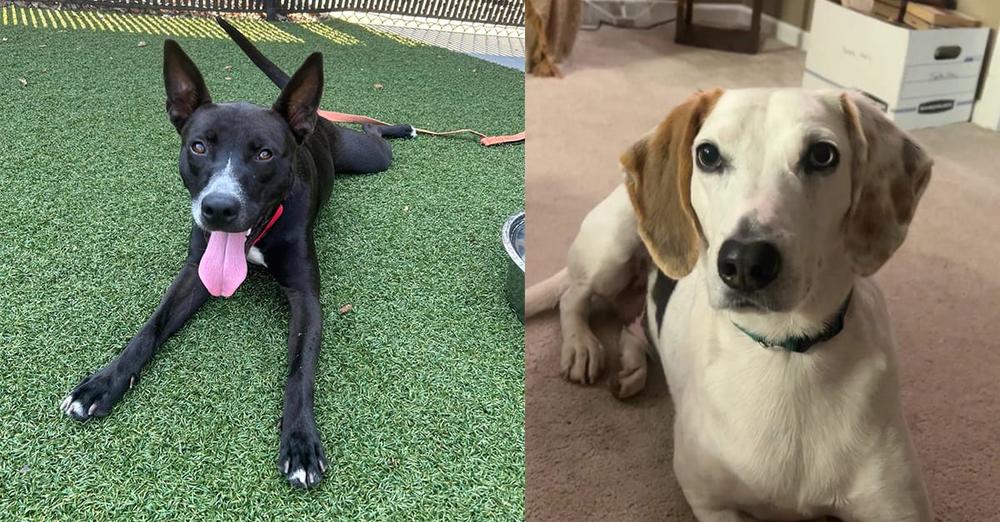 Dog best friends each spent months in shelter — then find a home together