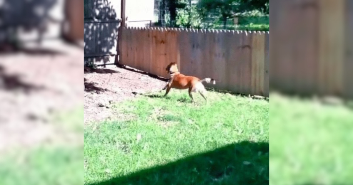 Dad Proudly Built A Fence To Protect His Dog, Dog Hilariously ‘Tested-It’ Out