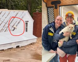 Family thought their cat was dead after seeing him swept up by hurricane flood — then get a miracle