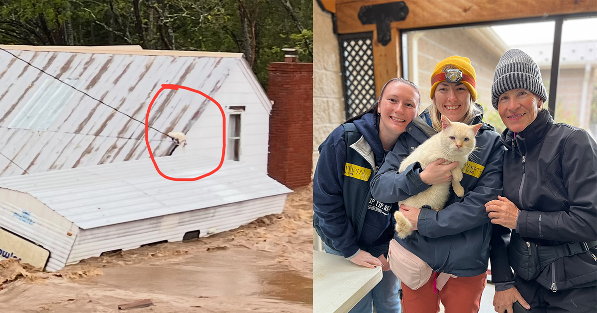 Family thought their cat was dead after seeing him swept up by hurricane flood — then get a miracle