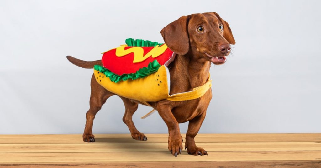 These are the top pet Halloween costumes of 2024 Beetlejuice, Deadpool