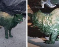 Cat rescued after being found covered in toxic green paint