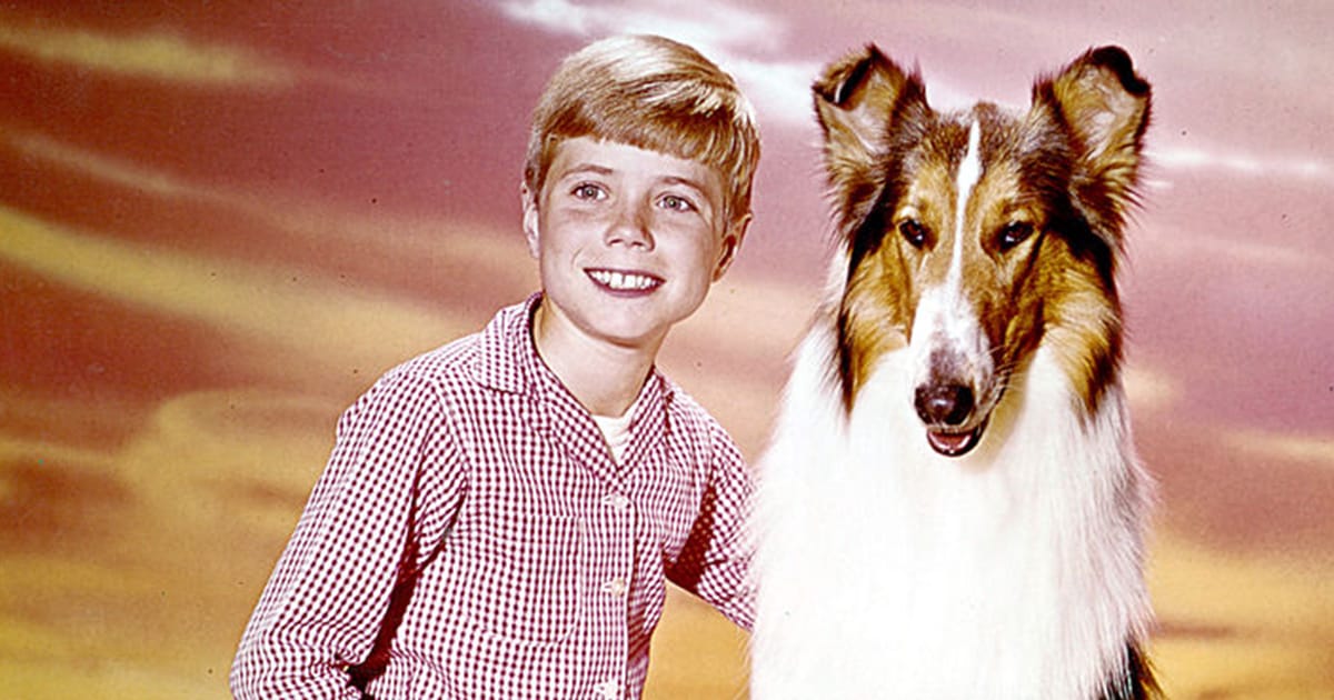 Lassie’s little Timmy reveals the secrets of TV’s most famous dog