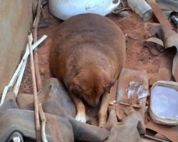 Residents mock and laugh at fat dog – but dog takes revenge on his bullies