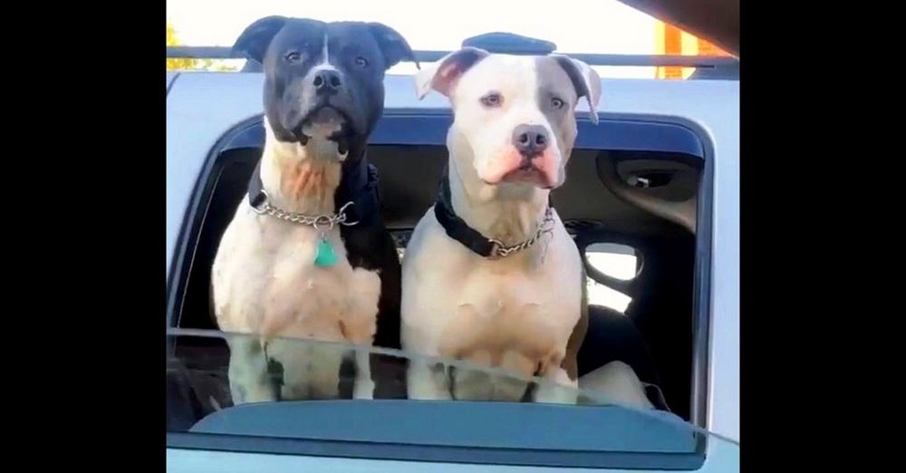 Woman Greets 2-Dogs At Traffic Stop, Then She Sees Between The Dogs’ Shoulders