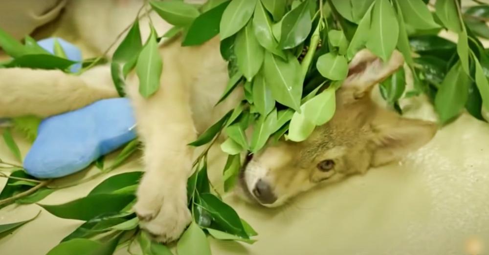 Elderly Woman Raised Sweet Puppy Unaware He’s Actually A Predator