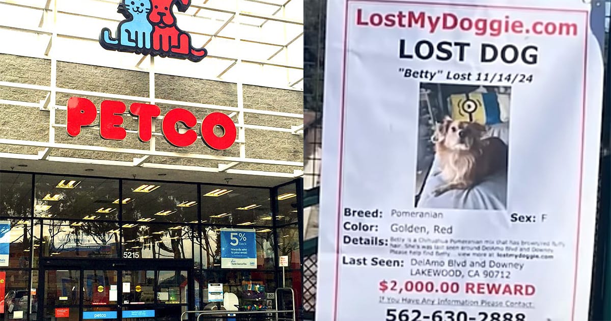 Woman went to pick her dog up from groomer — is told the dog is gone
