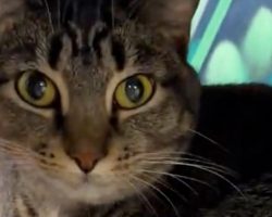 Cat returned to shelter after other cats “picked on” her in foster care — but now she has a happy ending