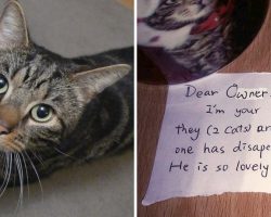 Man is mourning his dead cat – then a stranger sends a letter that moves him to tears