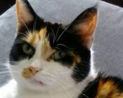Woman reunites with pet cat who was missing for 5 years