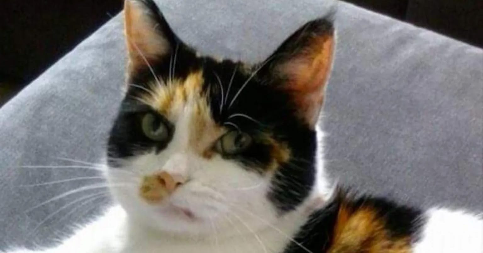 Woman reunites with pet cat who was missing for 5 years