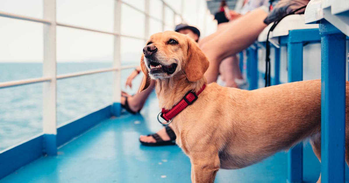 First-Ever Dog-Friendly Cruise Launches in 2025