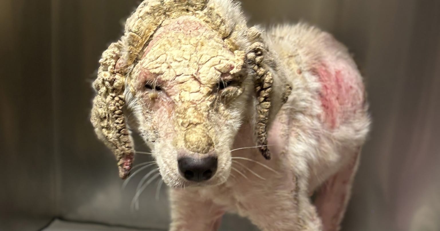 Neglected dog found with matted fur, dry skin transforms after finally getting love
