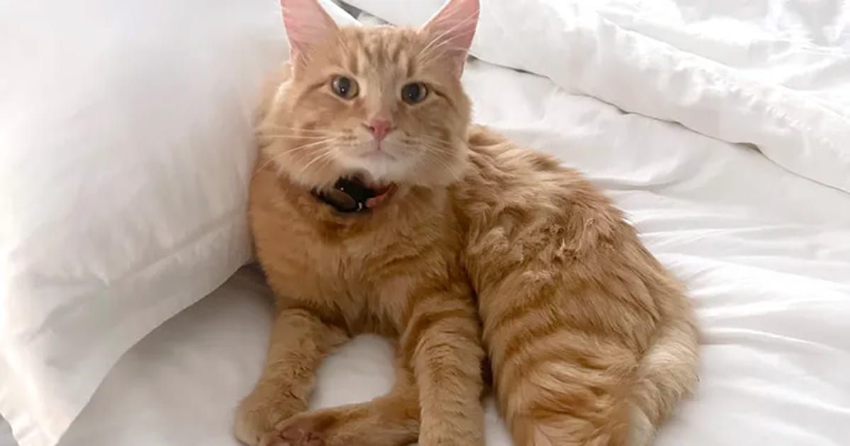 Cat left paralyzed after being shot in the spine: “devastated” family looking for answers