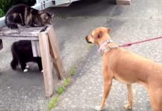 Cat Is A Hero By Defending Her Canine Friend Against The Neighborhood Bully