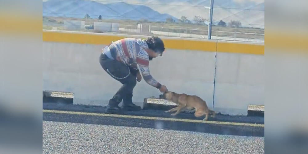 Dog Trapped on Busy Highway Melts Into Her Rescuer’s Arms
