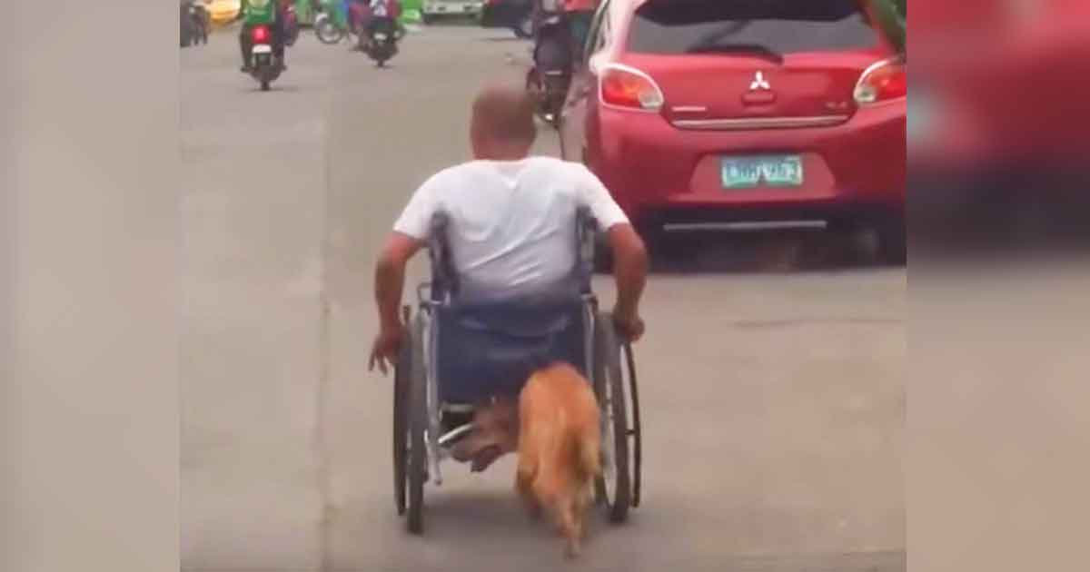 Strangers watch as dog sneaks up behind man in wheelchair – the photos now have internet fired up