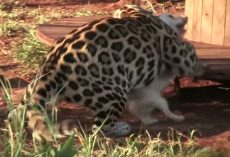 Aggressive jaguar attacks dog, but what happens next leaves everyone in shock