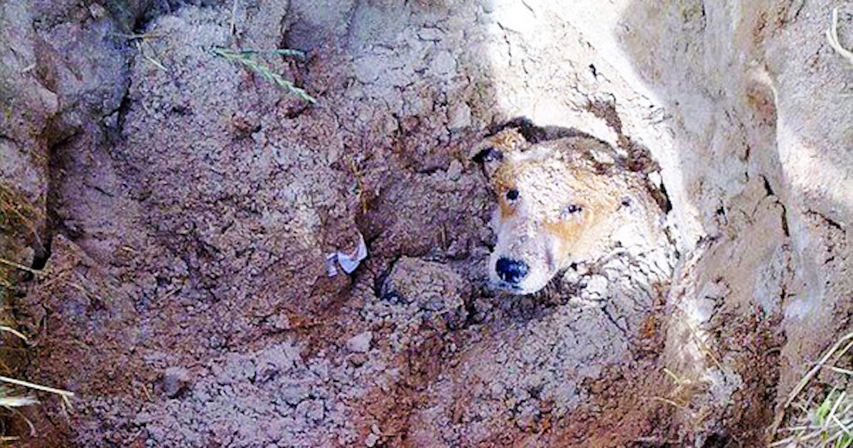 She Was Buried Alive On A Schoolyard. But When Rescued, Everything Changes. Now Thousands Want To Improve Animal Rights In South Africa