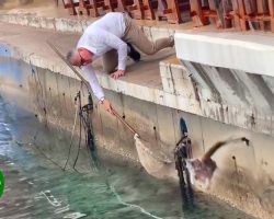 Persistent Man Rescues Cat With Fishing Net