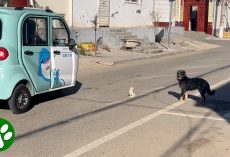 Hero dog saves kitten from road