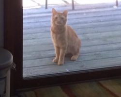Abandoned cat learns to trust again