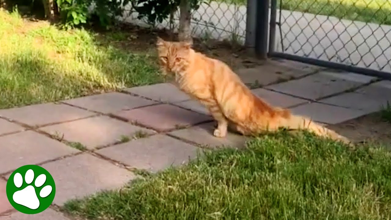 Paralyzed cat makes most incredible recovery