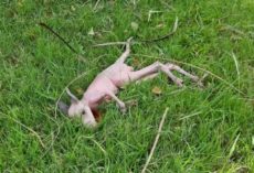 Construction worker stops work to rescue frail pink baby in backyard