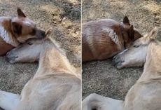 Caring Dog Didn’t Stop Comforting Foal Until He Got Over The Loss Of His Mother