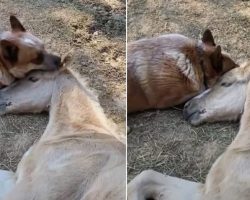 Caring Dog Didn’t Stop Comforting Foal Until He Got Over The Loss Of His Mother