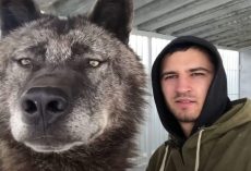 Man Lives With World’s Largest Wolf And Treats Him Like A Puppy