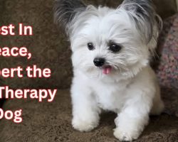 Norbert The Viral Therapy Dog Dead At The Age of 15 Rest In Peace