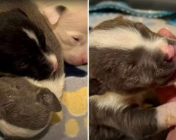 3 Abandoned Puppies Found in Dumpster Get a Second Chance at Life
