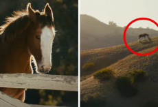 Budweiser’s 2025 Super Bowl LIX Ad Stars Determined Clydesdale Foal