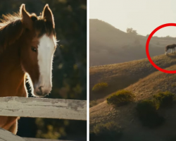Budweiser’s 2025 Super Bowl LIX Ad Stars Determined Clydesdale Foal
