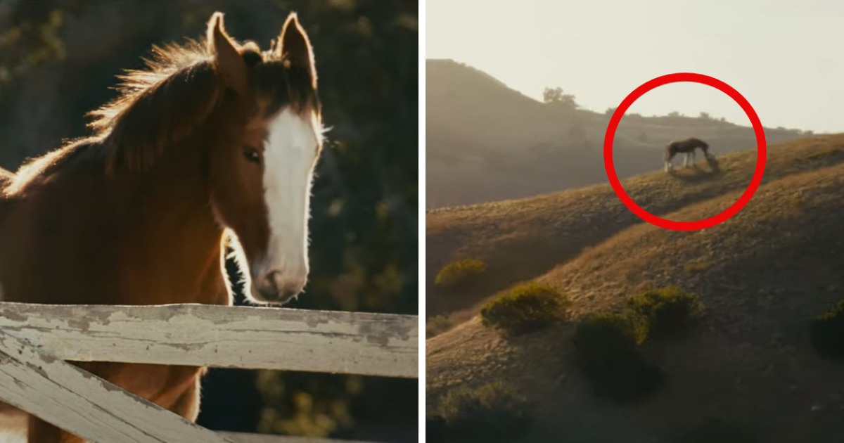 Budweiser’s 2025 Super Bowl LIX Ad Stars Determined Clydesdale Foal