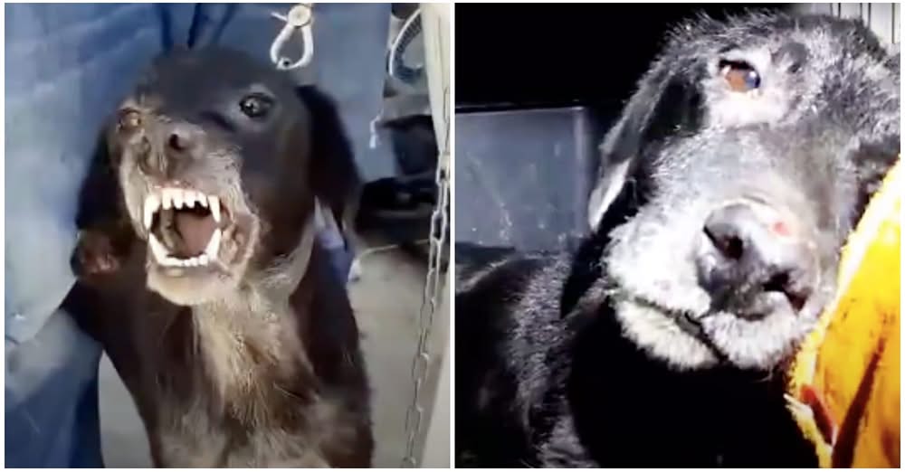 ‘Aggressive’ Dog Melts Into Rescuer’s Hands When He Knows He’s Finally Safe