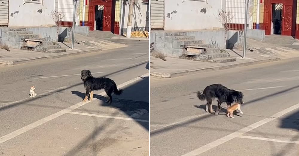 Brave Dog Rescues A Kitten Standing In The Middle Of The Road So He Rushed To Help Her