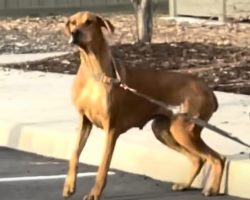 Shelter Finds Mama Dog Abandoned With Puppies Tied to Her