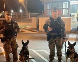 Marines Tear Up as They See Their Service Dogs Again After 2 Years