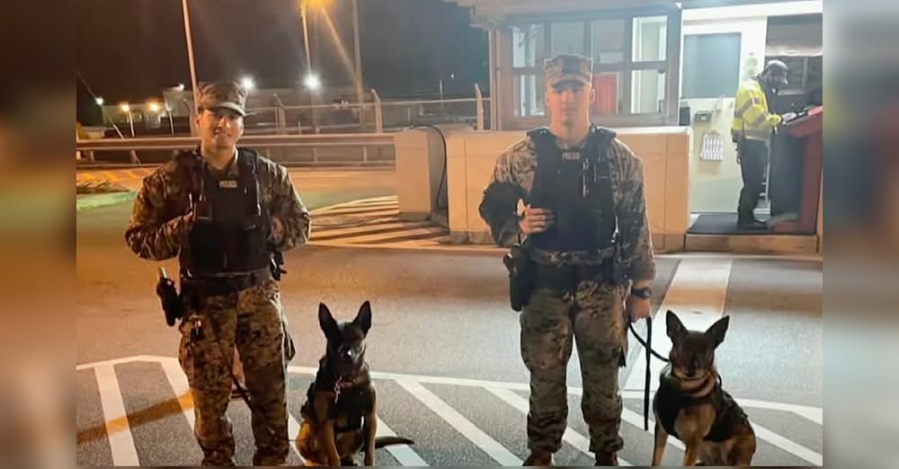 Marines Tear Up as They See Their Service Dogs Again After 2 Years