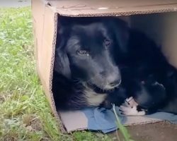 Stray Mama Dog ‘Snuggles’ Her Puppies in a Box Until a Kind Rescuer Saves Them