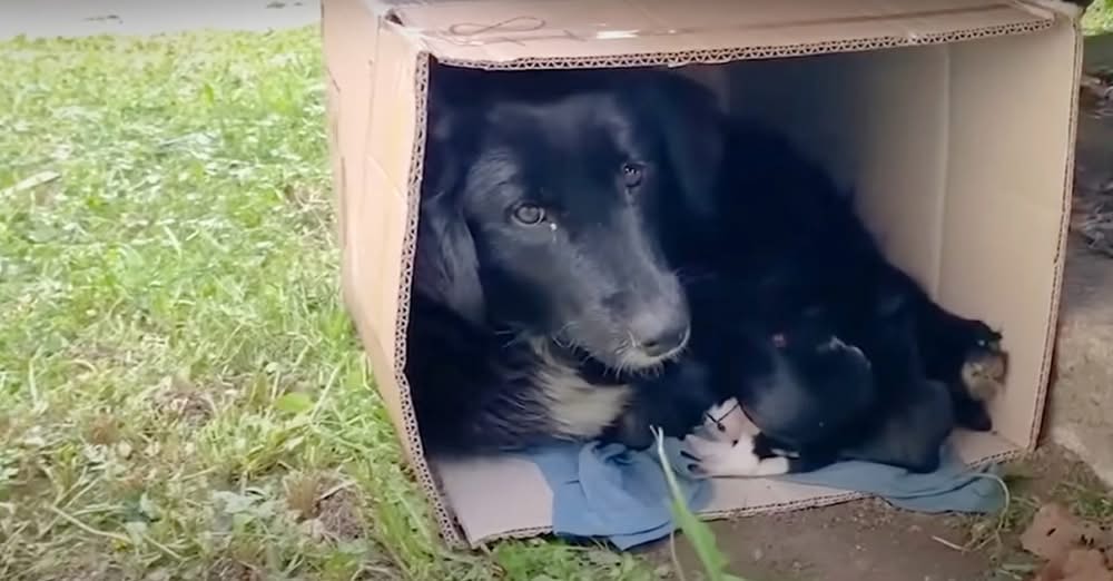 Stray Mama Dog ‘Snuggles’ Her Puppies in a Box Until a Kind Rescuer Saves Them